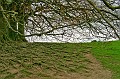 6478_wurzeln u baeume avebury